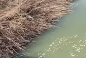 На Кубани снова заметили мертвую рыбу ВИДЕО