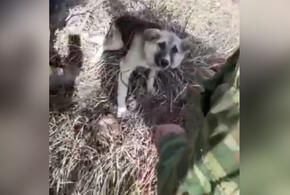 Негуманный флешмоб? В лесу Новороссийска вновь нашли привязанную собаку ВИДЕО