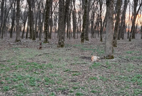 Жители Кореновска обнаружили в роще мертвую собаку