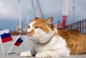 Гав-санкции: кошек из России не пустят на мировые выставки