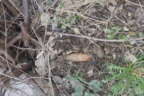 На кладбище Геленджика нашли артиллерийский снаряд