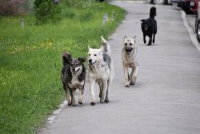 Щербиновский район Кубани терроризируют бродячие собаки
