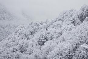 В первый весенний праздник Сочи засыплет снегом