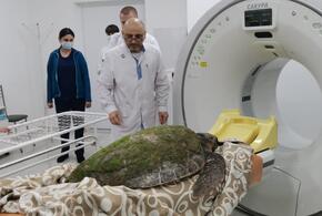Найденной в Анапе черепахе организовали медобслуживание