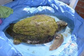 Спасенную в Анапе гигантскую черепаху могут отправить в Москву