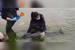 В Геленджике волонтеры спасли обезвоженного дельфина ВИДЕО