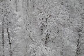 Замело по-весеннему: в горах Сочи продолжается снегопад