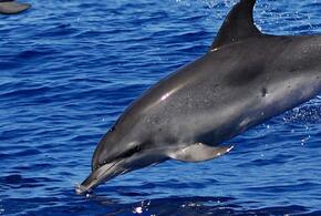 Росприроднадзор объяснил, почему на Кубани находят мертвых дельфинов