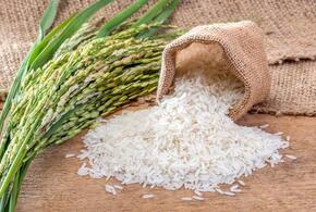 Россия перестанет экспортировать рис