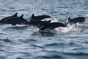 Специалисты сообщили о неизвестной эпидемии среди дельфинов в Сочи