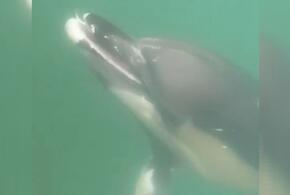 В Новороссийске дельфин-попрошайка ловко клянчил рыбу ВИДЕО