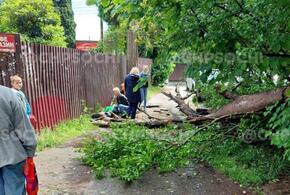 В Сочи из-за сильного ветра на женщину упало дерево ВИДЕО