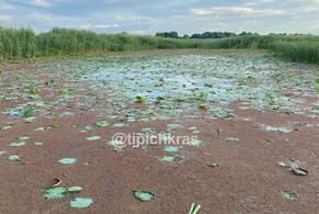 На озере лотосов на Кубани вместо цветов зацвели водоросли