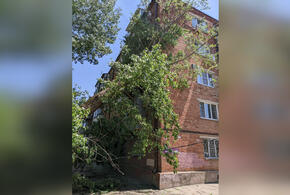 В Краснодаре УК пять дней не убирала дерево, упавшее на жилой дом
