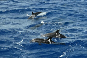 В Росприроднадзоре назвали одну из причин гибели дельфинов в Черном море