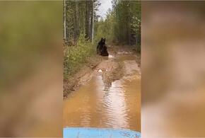 В Сочи тракторист стал свидетелем драки медведей ВИДЕО