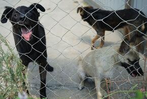 Власти Кубани порадели за льготную кастрацию бездомных животных