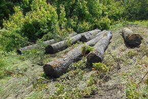 На Кубани «черные лесорубы» вырубили 43 дуба