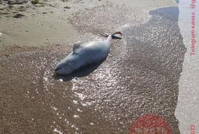 На пляже под Анапой нашли мертвого дельфина