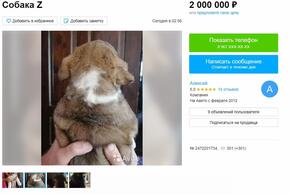 Объявление о продаже щенка за 2 млн в Краснодаре оказалось экспериментом