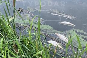 В Краснодаре в одном из Карасунских озер зафиксирована массовая гибель рыбы