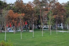 Жители Темрюка заметили, что в парке Пушкина массово гибнут деревья