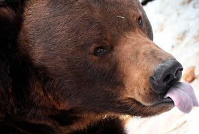 На реке Игривой медведь загрыз людей и ел их несколько дней