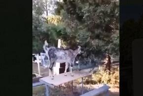 На сельском кладбище под Анапой пасутся козы ВИДЕО