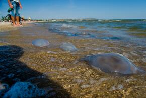  Отдыхающие на Азовском море пожаловались на запах разлагающихся медуз  ВИДЕО