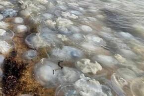 Пляжи Азовского моря оккупировали медузы ВИДЕО