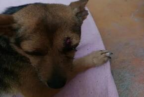 Под Сочи преданный пес охранял тело погибшего в ДТП хозяина