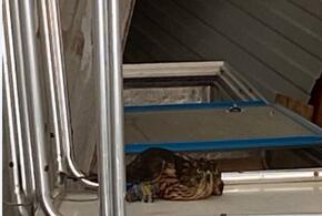 В Геленджике спасли стреноженного и истощенного сокола ВИДЕО