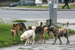 В Новороссийске бродячие псы терроризируют целый микрорайон ВИДЕО