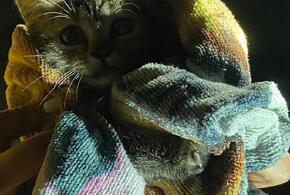 В Новороссийске из ливневки спасатели вытащили котенка