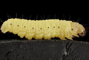В Новороссийске  обнаружили гусениц, которые  едят  автопокрышки ВИДЕО