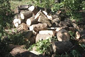 На Кубани «черный лесоруб» уничтожил деревья на 130 тысяч рублей