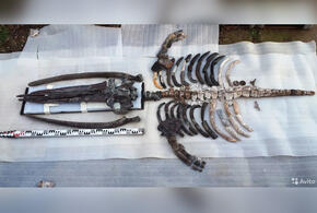 В Анапе продают скелет первобытного цетотерия