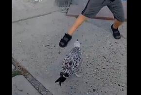 На набережной Новороссийска чайка атаковала ребенка на велосипеде