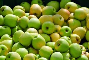 Садоводы Кубани просят отменить льготы на импорт яблок и слив