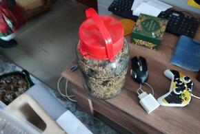 В Новороссийске наркофермер выращивал дома 11 кустов конопли