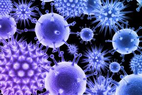 В США создали новый штамм коронавируса с высочайшей смертностью 
