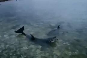 В Черном море спасают дрессированных дельфинов