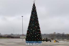 В Краснодаре заметили первую новогоднюю елку 