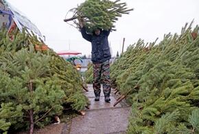 Эксперты рассказали, где и когда на Кубани лучше купить елку