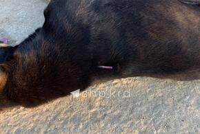 Под Краснодаром неизвестные убили около 15 чипированных собак