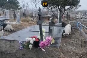 Свиньи перерыли могилы на кладбище под Анапой