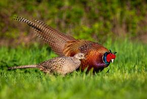 В Россельхознадзоре заявили, что фазанов на Кубани отравили ядом