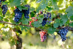 Житель Кубани срезал с лозы и украл полторы тонны винограда