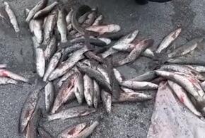 Житель Кубани задержан за незаконную ловлю рыбы ценных пород