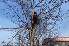 Был трезв: мэра Тимашевска сняли на дереве